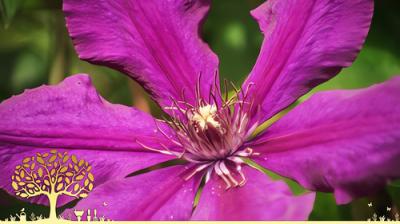 Gardeners' World