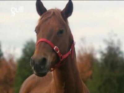 The Saddle Club