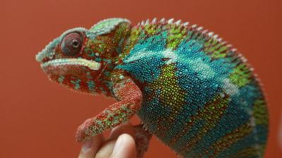 Dr. K's Exotic Animal ER