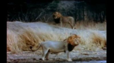 Mutual of Omaha's Wild Kingdom