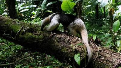 Planeta Selva