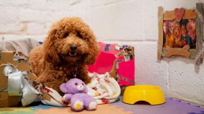 Waffle the Wonder Dog