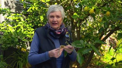 Gardening Australia