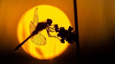 Springwatch