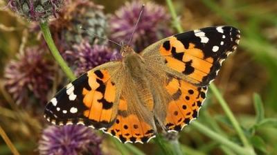 Springwatch