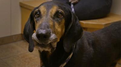 Pit Bulls and Parolees