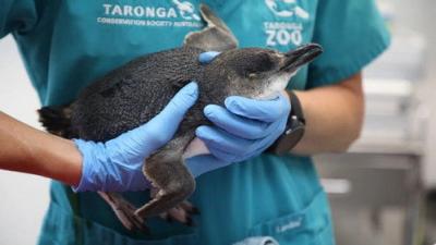 Taronga: Who's Who In The Zoo