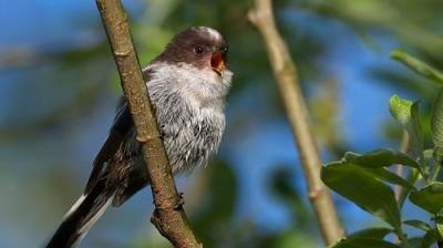 Springwatch