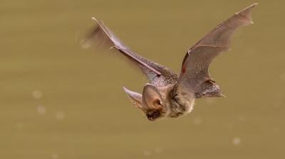 Springwatch