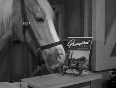 Mister Ed