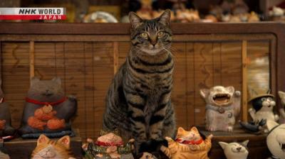A Cat's-Eye View of Japan