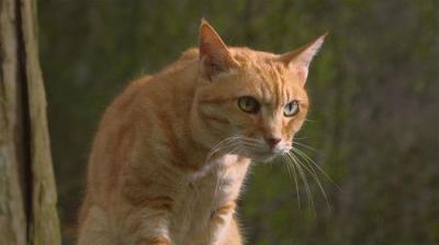 A Cat's-Eye View of Japan