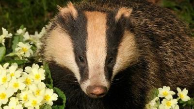 Springwatch