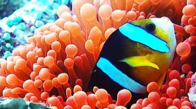 Natural World