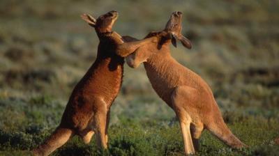 David Attenborough's Natural Curiosities