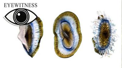 Eyewitness