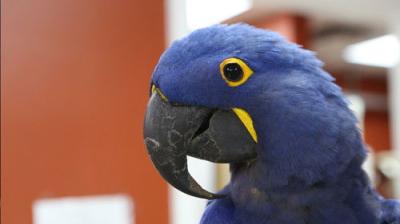 Dr. K's Exotic Animal ER