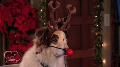 Dog with a Blog