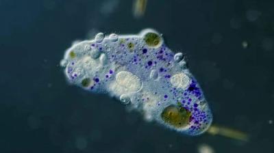 Journey to the Microcosmos