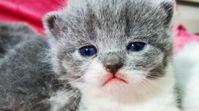 Too Cute