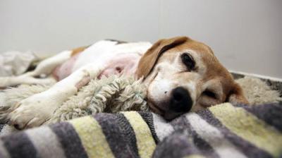 The Supervet: Noel Fitzpatrick