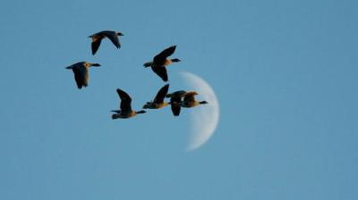 Winterwatch
