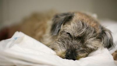 The Supervet: Noel Fitzpatrick