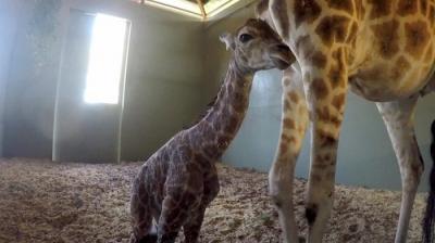 Crikey! It's the Irwins