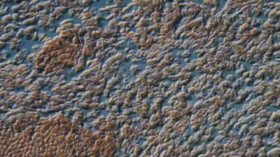 Journey to the Microcosmos