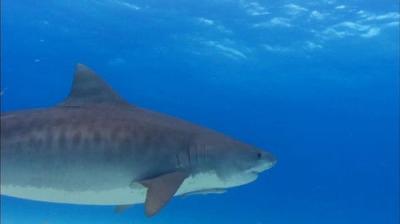 When Sharks Attack