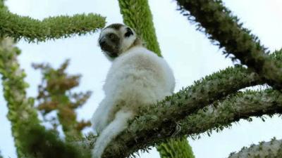 Planeta Selva