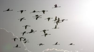 Incredible Animal Journeys