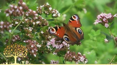 Gardeners' World