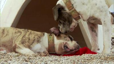 Pit Bulls and Parolees