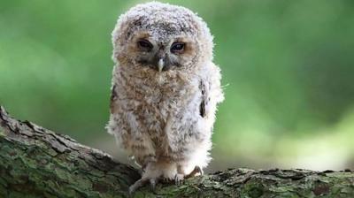 Springwatch