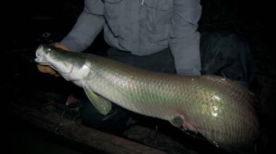 River Monsters