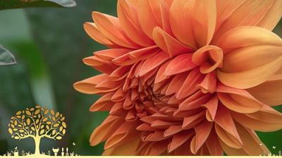 Gardeners' World