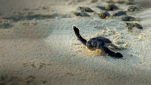 Incredible Animal Journeys filmas žiurėti online
