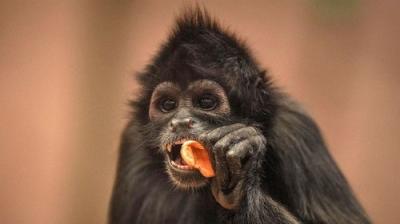 The Secret Life of the Zoo