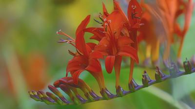 Gardeners' World