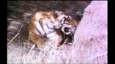 Mutual of Omaha's Wild Kingdom