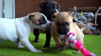 For the Love of Dogs