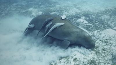Mysteries of the Deep