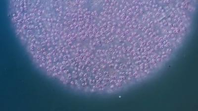 Journey to the Microcosmos