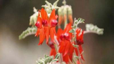 Gardening Australia