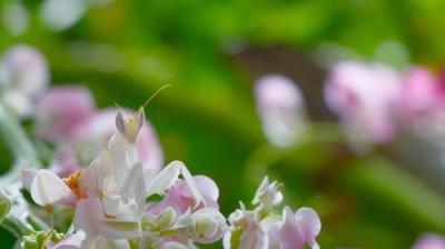 The Secret Lives of Animals