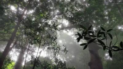 Planeta Selva