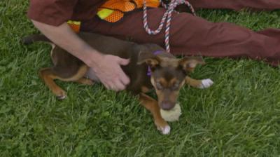 Pit Bulls and Parolees