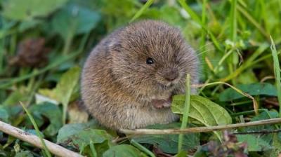 Springwatch