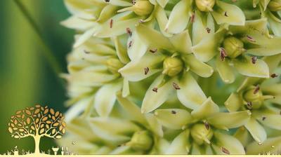 Gardeners' World